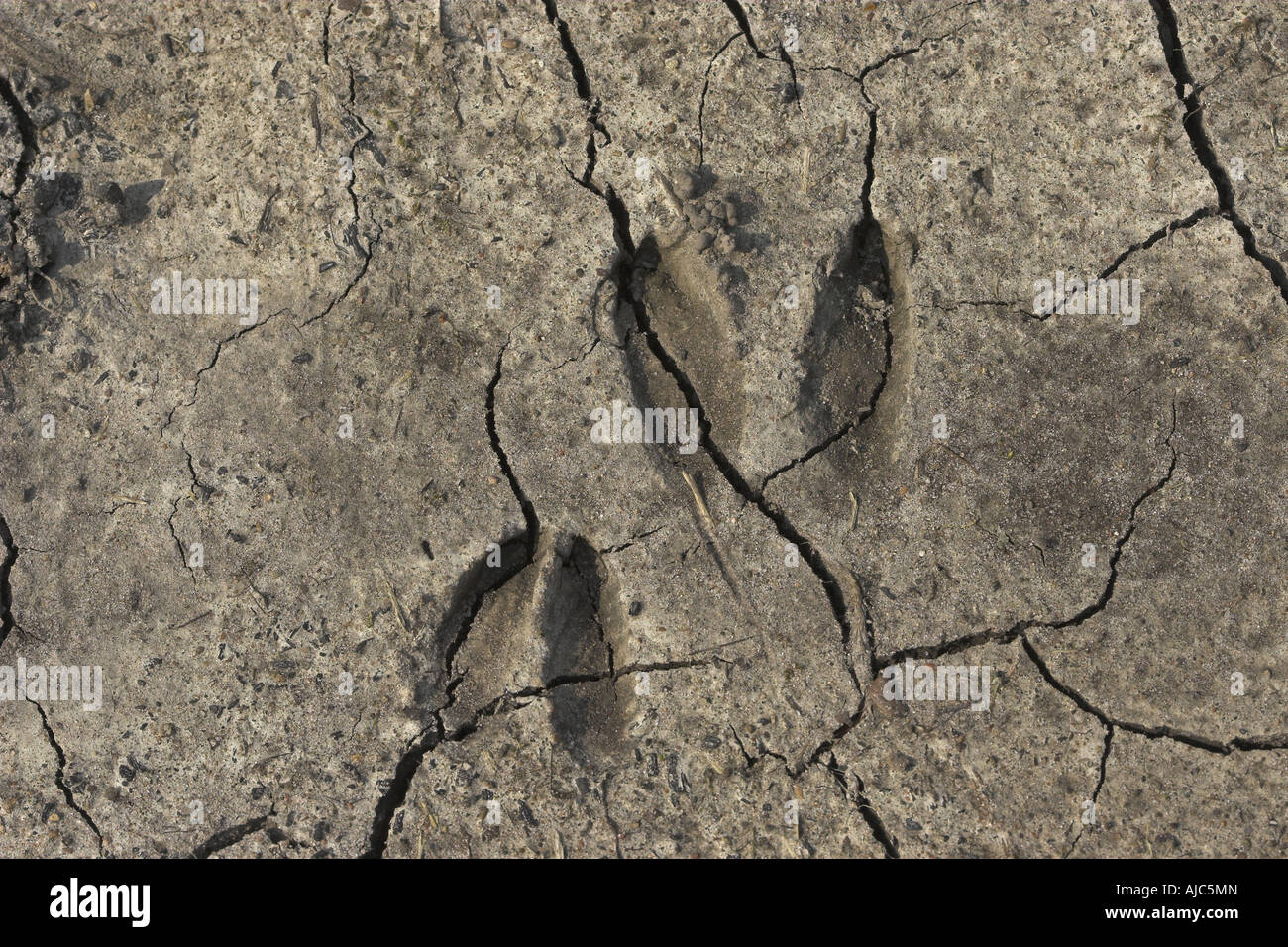 roe deer (Capreolus capreolus), foot prints of roe deer Stock Photo