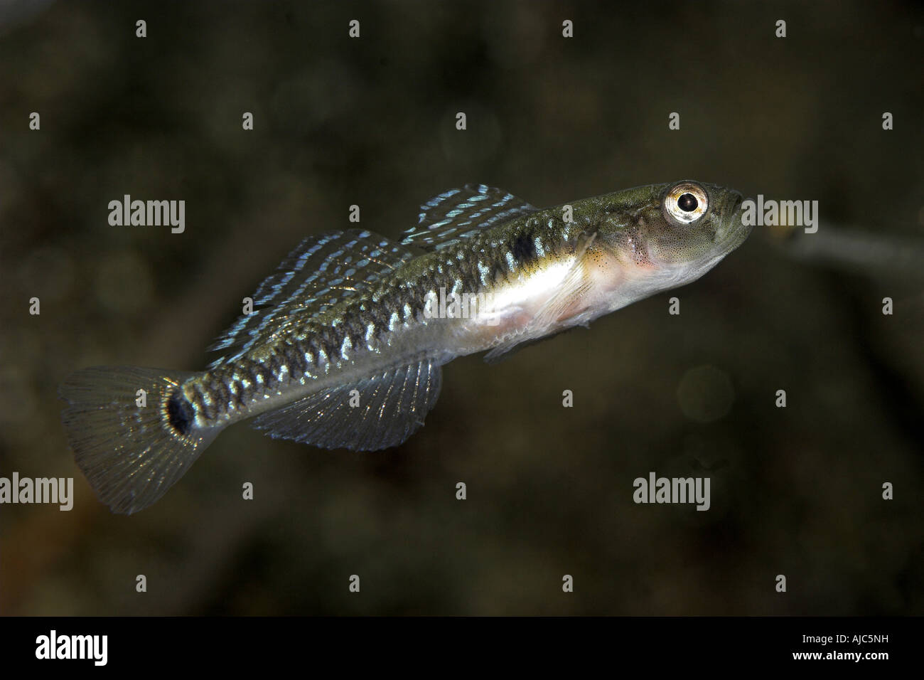 two-spotted goby, two-spot goby (Gobiusculus flavescens, Gobius flavescens, Gobius ruthensparri), side view Stock Photo