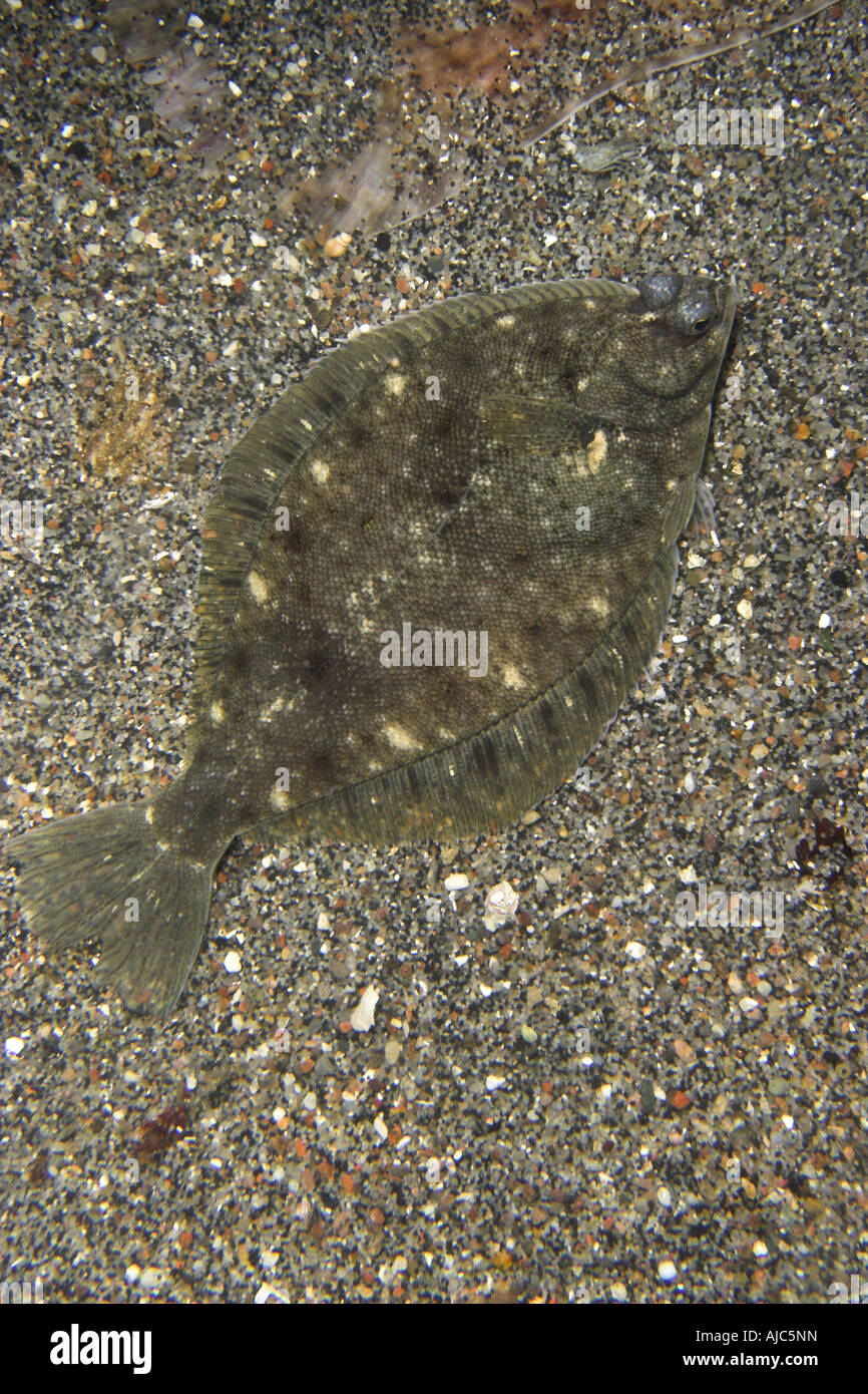 dab, common dab (Limanda limanda), lying Stock Photo - Alamy