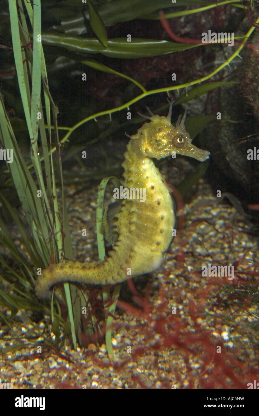seahorse, European seahorse, long-snouted seahorse (Hippocampus guttulatus, Hippocampus ramulosus), holding on with tail Stock Photo