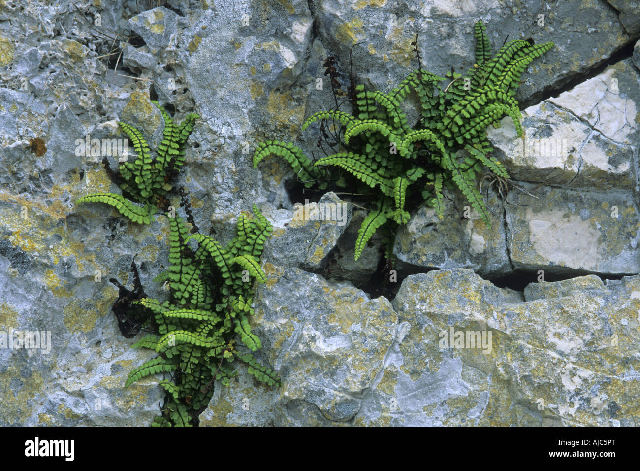 maidenhair spleenwort, common maidenhair (Asplenium trichomanes), at a wall Stock Photo