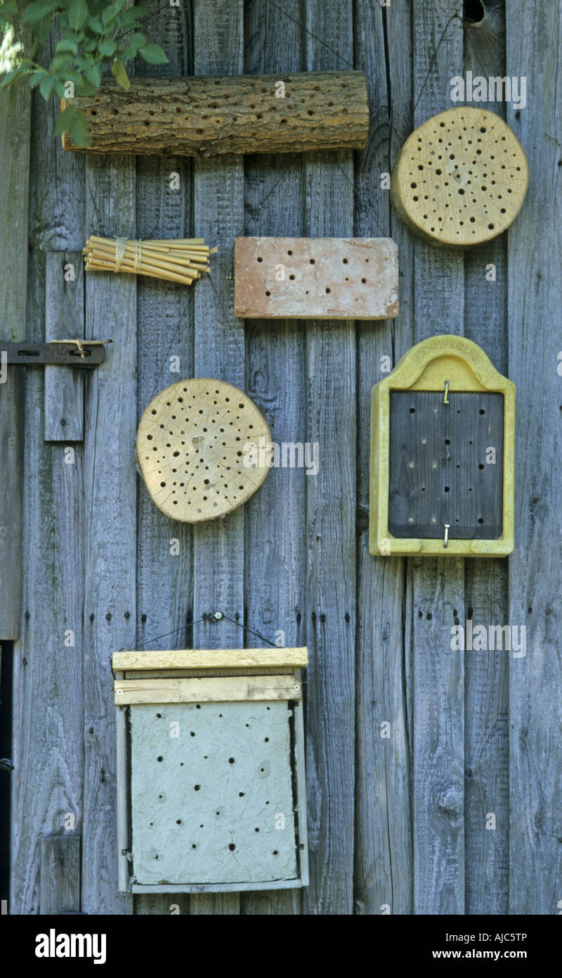 insect breeding help Stock Photo