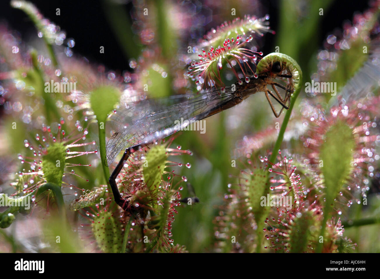 great sundew, English sundew (Drosera anglica), glandular leaves with caught insect Stock Photo