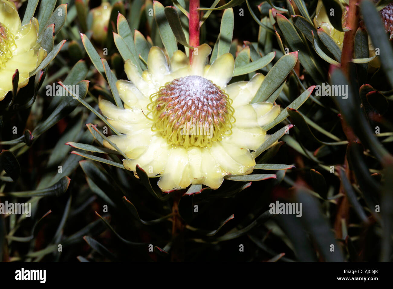 Close up of Thistle Protea after rain- Protea scolymocephala- Family Proteaceae Stock Photo
