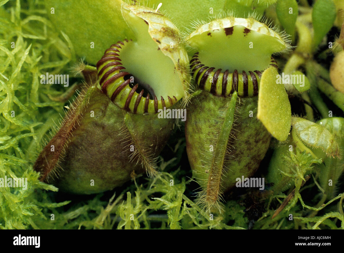 Australian Flycatcher (Cephalotus follicularis), funnel leaves Stock