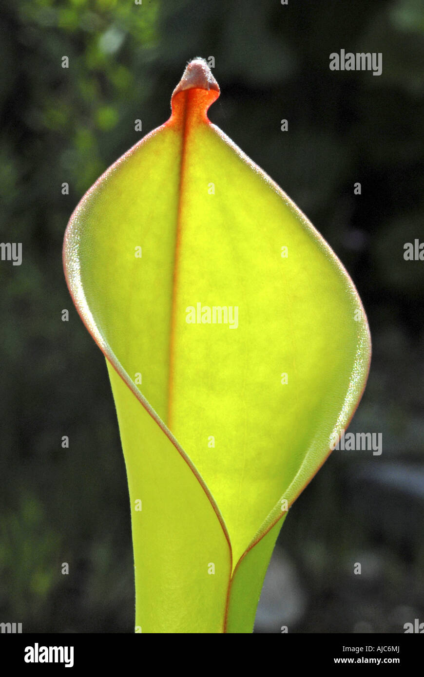 sun pitcher (Heliamphora spec.), funnel leaf Stock Photo Alamy