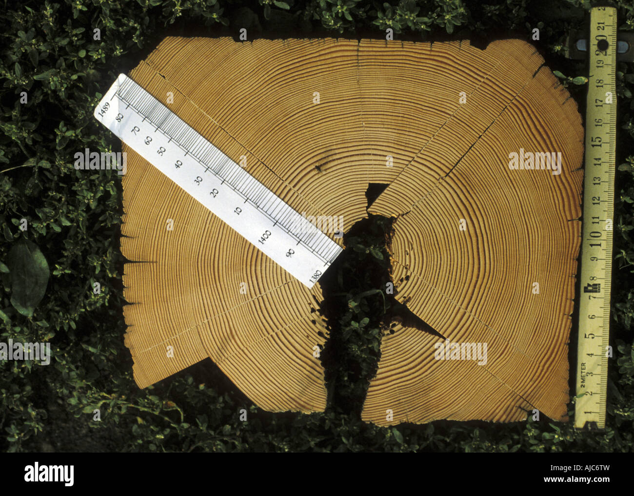 Tree Rings Measurement System Tree Ring Measurement High Resolution Stock Photography and Images - Alamy
