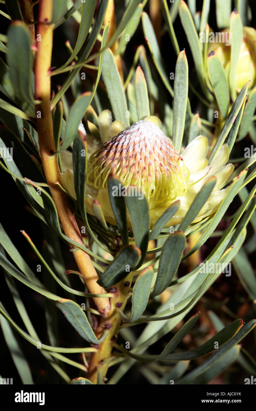 Close up of Thistle Protea -Protea scolymocephala-  Family Proteaceae Stock Photo