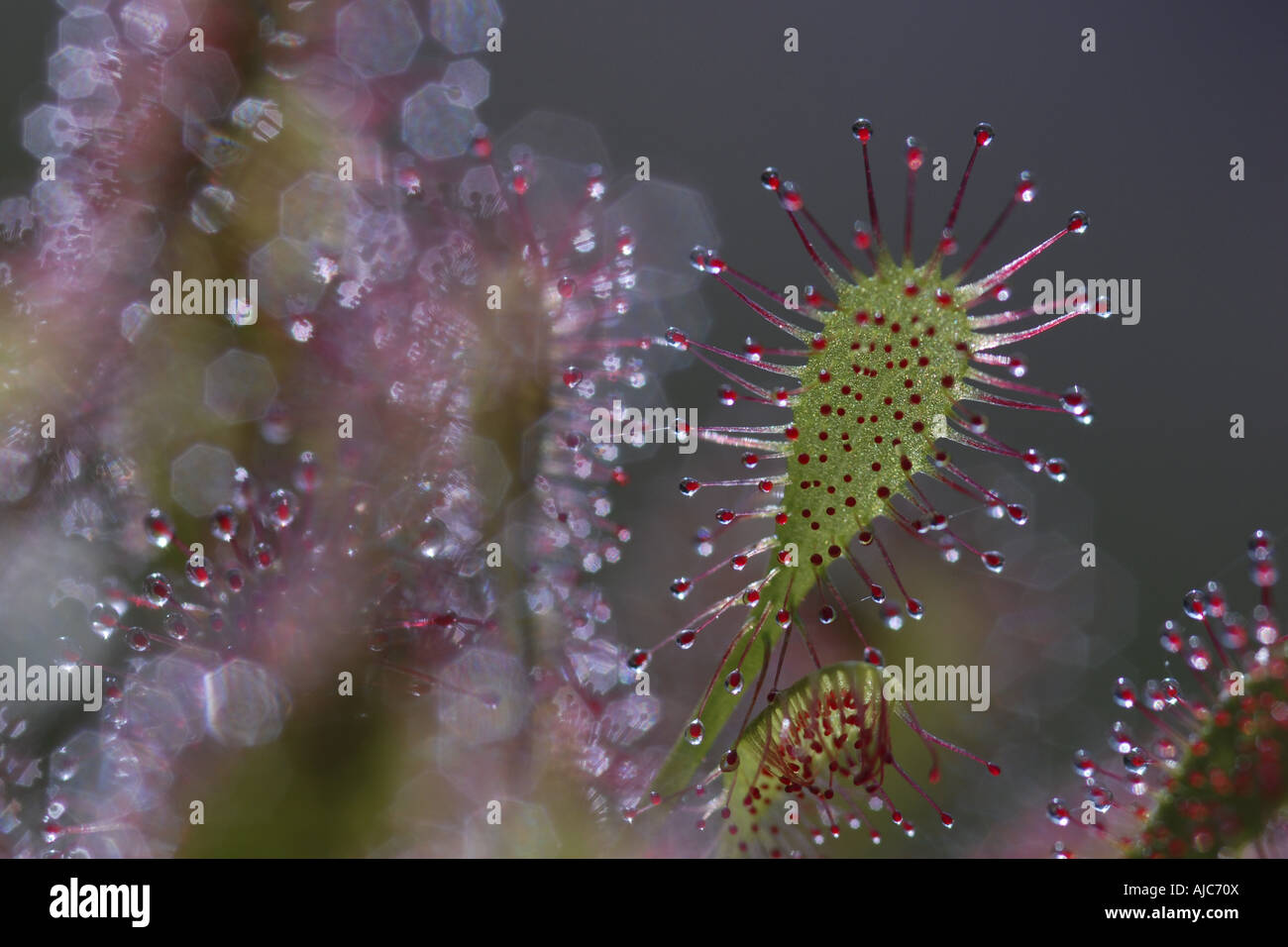 Spoon leaved sundew hires stock photography and images Alamy