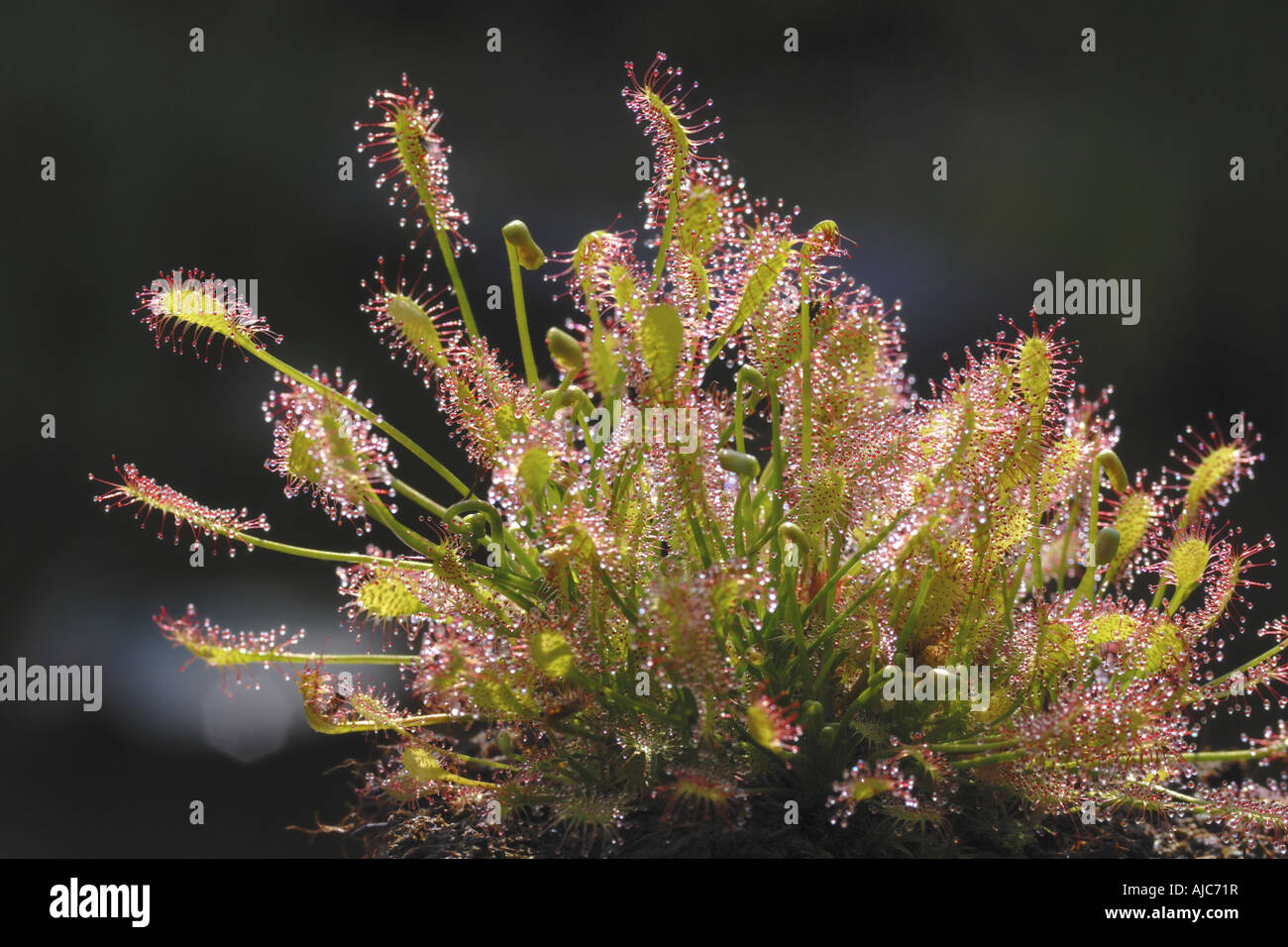 longleaved sundew, oblongleaved sundew, spoonleaved sundew (Drosera