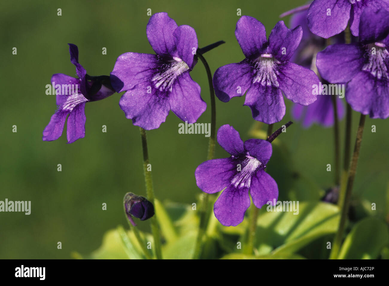 Greater Butterwort (Pinguicula grandiflora), blooming Stock Photo Alamy