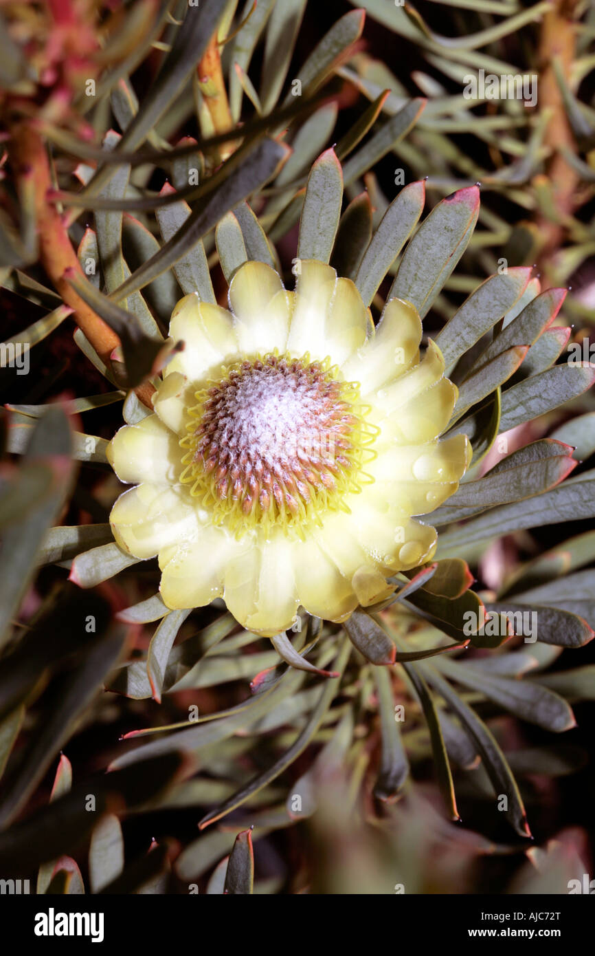 Close up of Thistle Protea after rain -Protea scolymocephala- Family Proteaceae Stock Photo