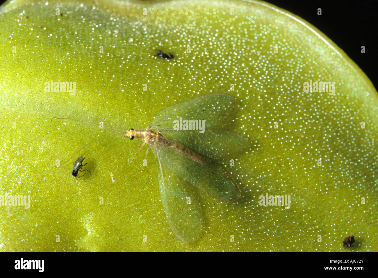 butterwort (Pinguicula spec.), sticky leaves with caught flies and green lacewing Stock Photo