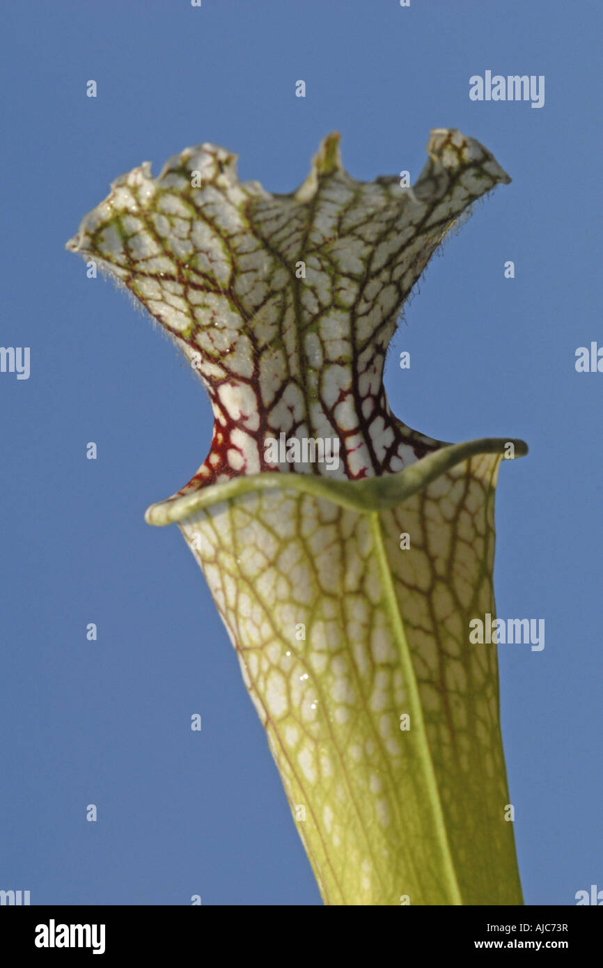 White Trumpet (Sarracenia leucophylla), detail of a funnel leaf