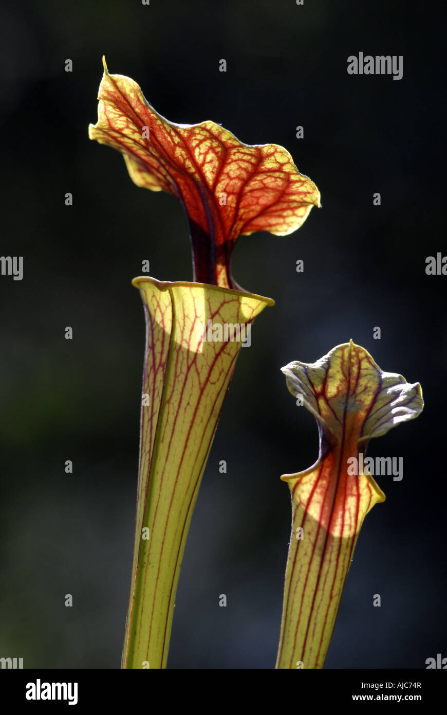 yellow pitcher plant, huntsman horn (Sarracenia flava), funnel leaf