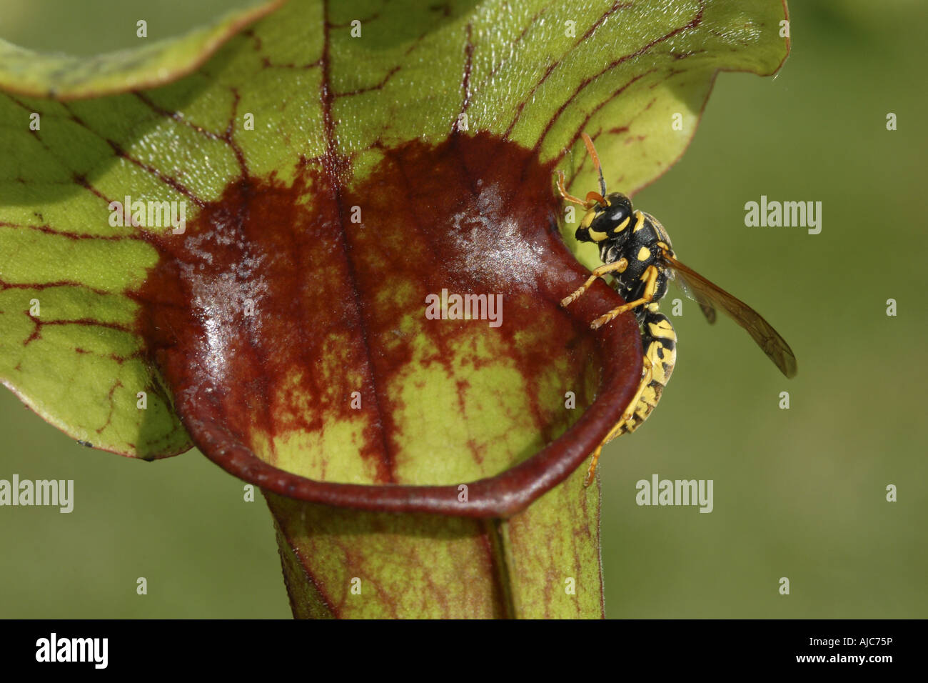 pitcher plant (Sarracenia spec.), funnel leaf, entrance of the trap