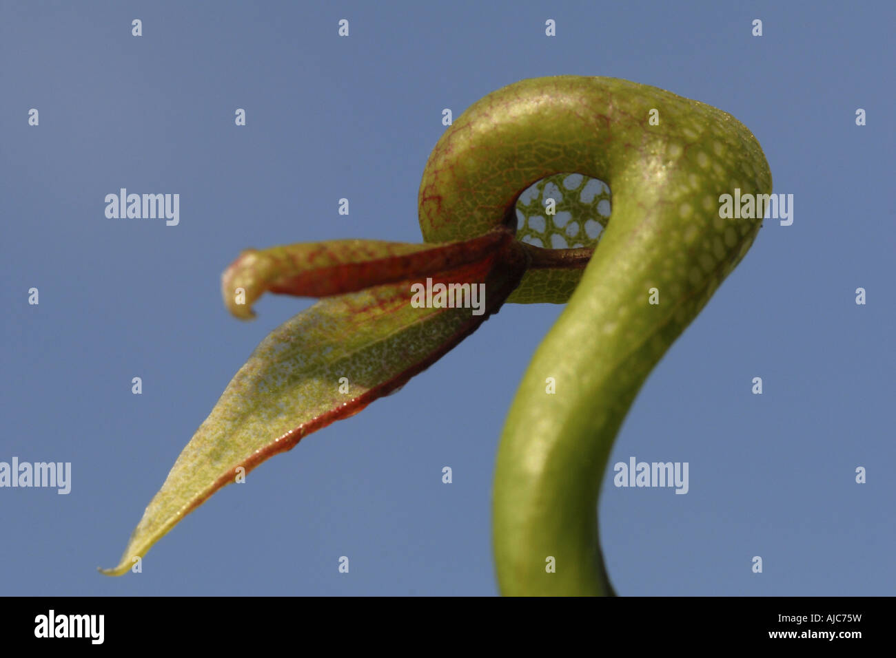 California pitcher plant, Cobra Lily Plant (Darlingtonia californica