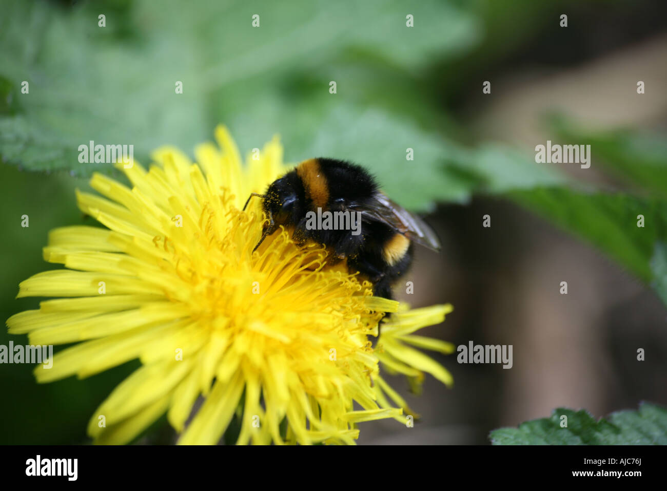 Bumble bee dating app in Dhaka