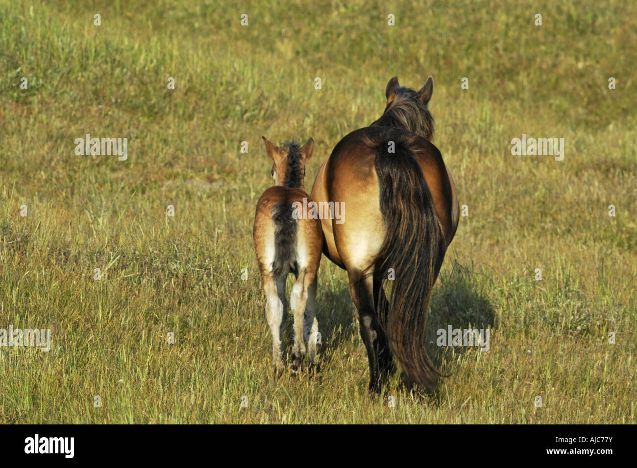 Foal with rear view of mare hi-res stock photography and images - Alamy