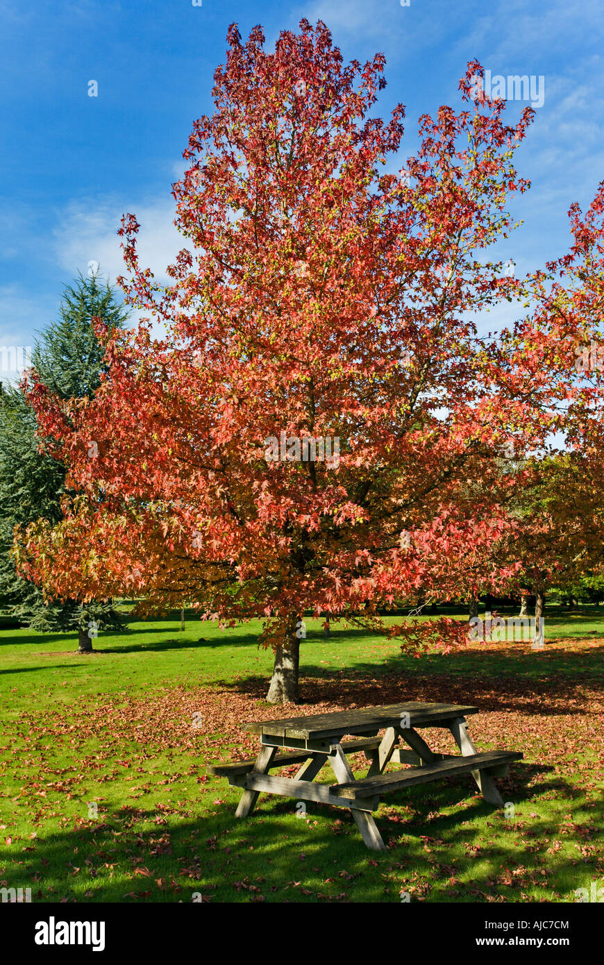 Maple Tree in Autumn Stock Photo