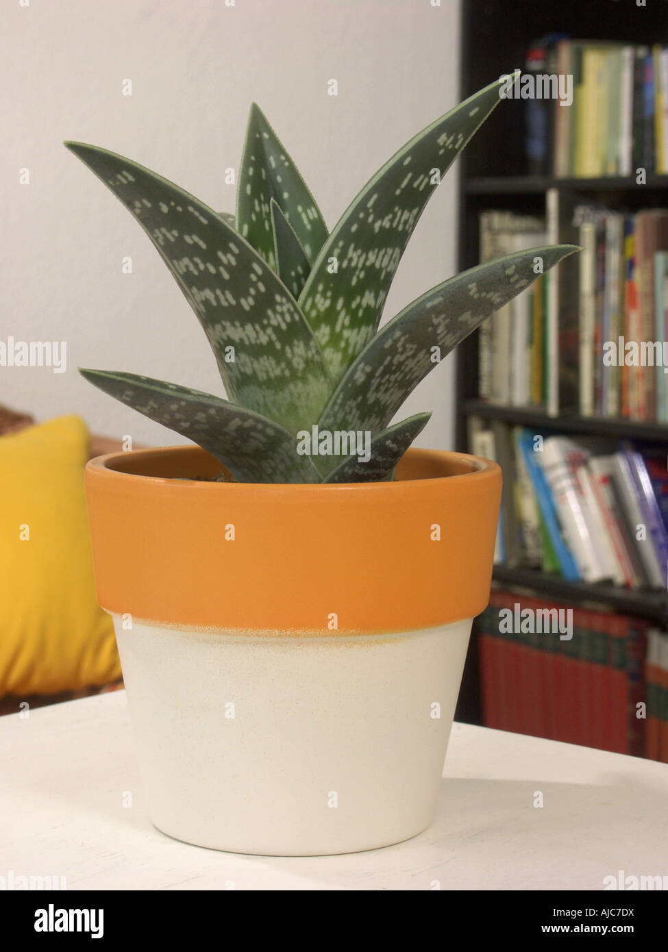 the aloes Aloe Vera | Indoor Plant | Tropical Plant | Potted Plant