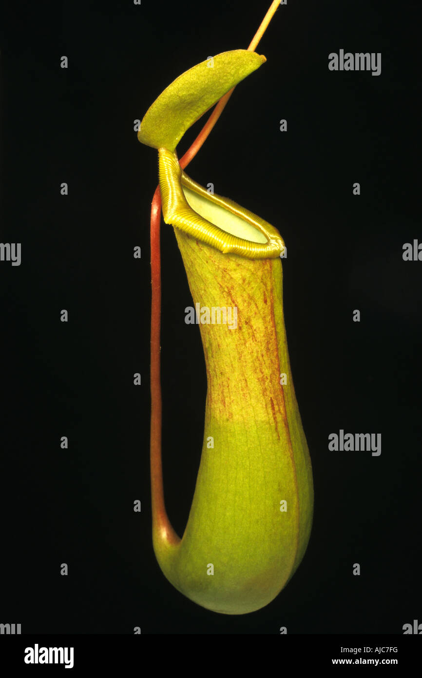 pitcher plant (Nepenthes alata), pitfall leaf Stock Photo