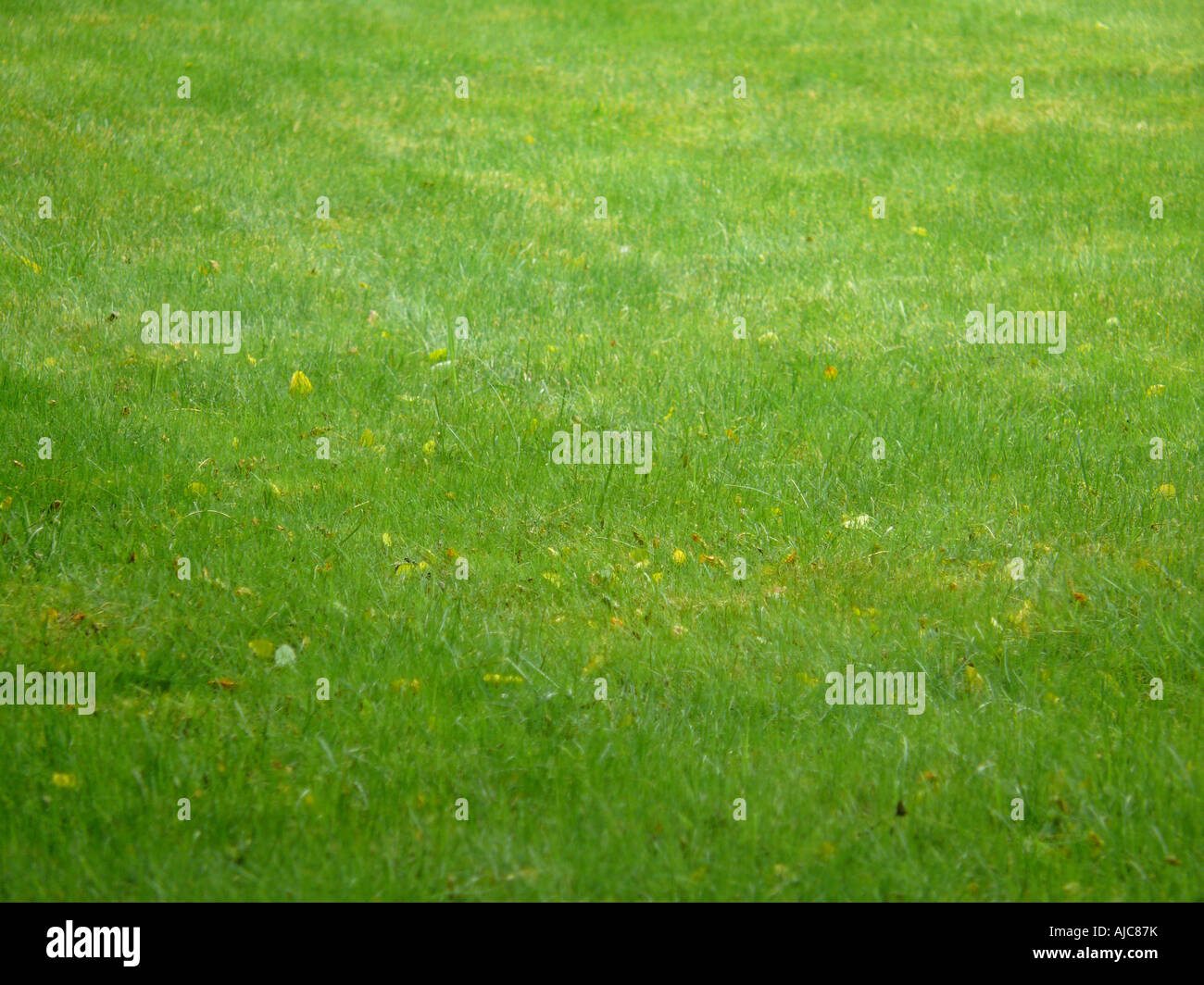 Yard yards lawn lawns hi-res stock photography and images - Alamy