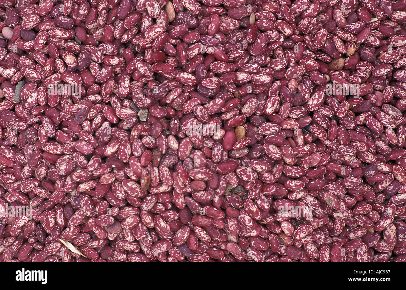 castor-beans-for-sale-at-market-in-guatemala-the-deadly-poison-ricin