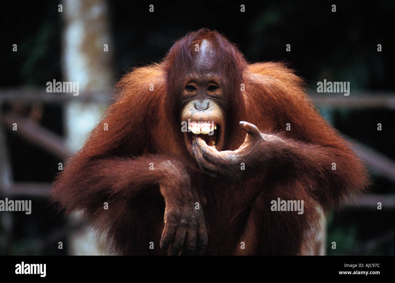 Grinning orangutan at the Sepilok jungle reserve Sandakan Sabah Borneo Malaysia Stock Photo