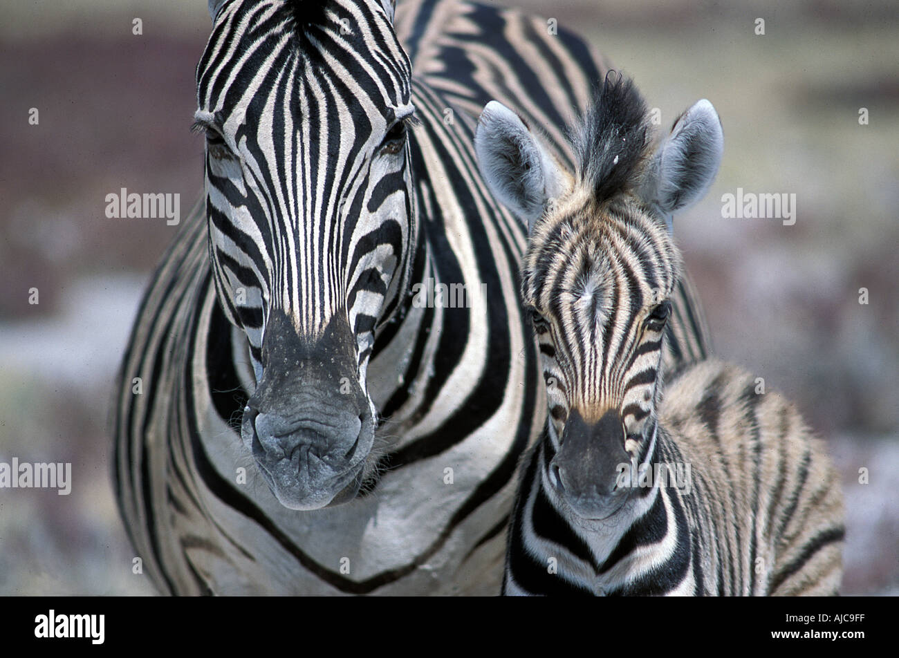 Zebra mother and offspring nr Namutoni Etosha National Park Namibia Stock Photo