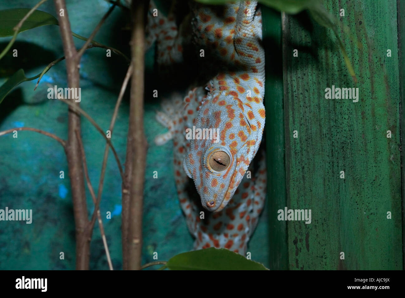 Tokay Gecko [Gekko gecko] climbing down a tree Stock Photo