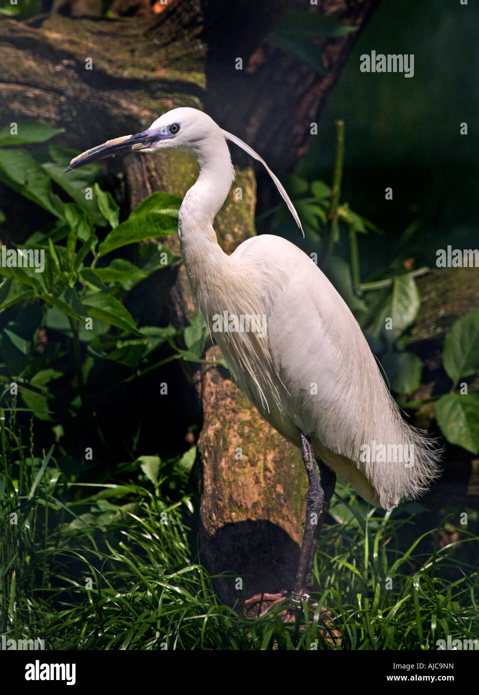 White Egret (egretta garzetta) Stock Photo