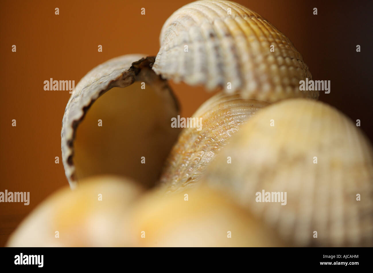 Sea shells with a shallow depth of field Stock Photo