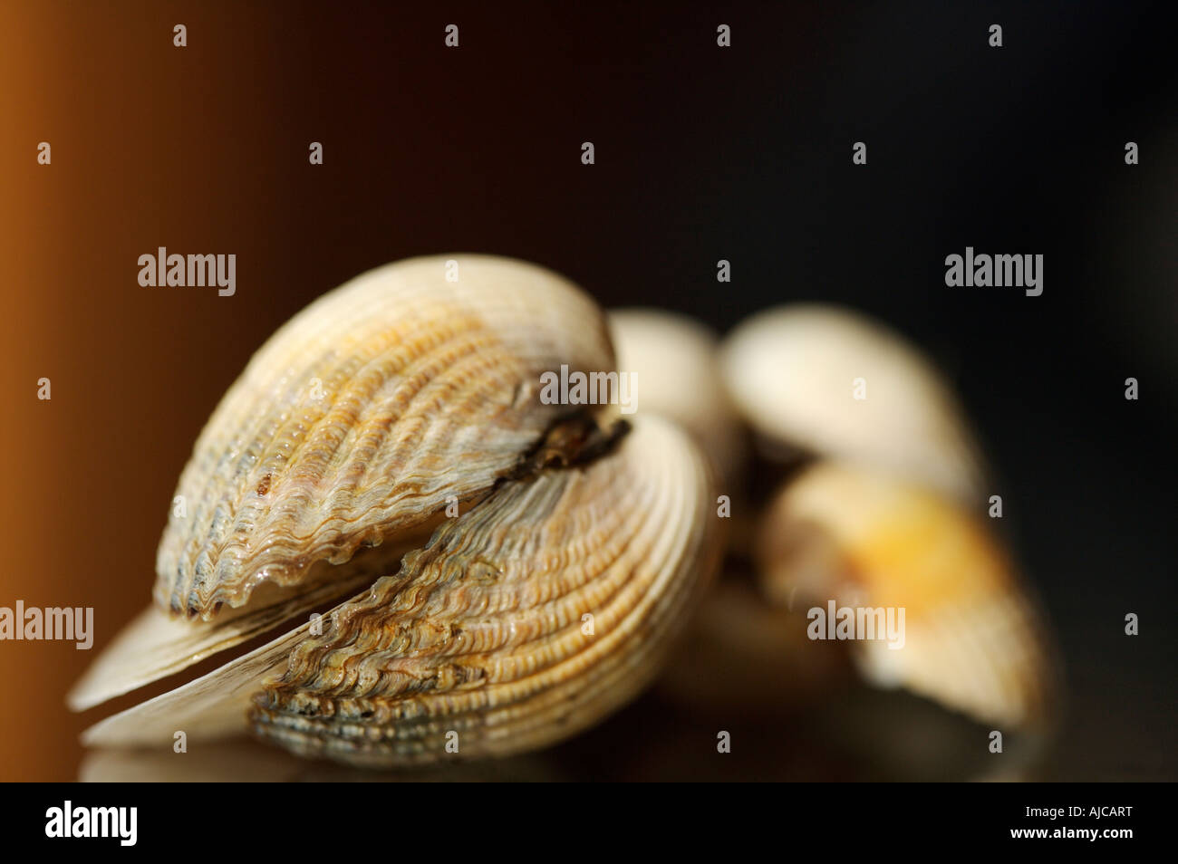 Sea shells with a shallow depth of field Stock Photo