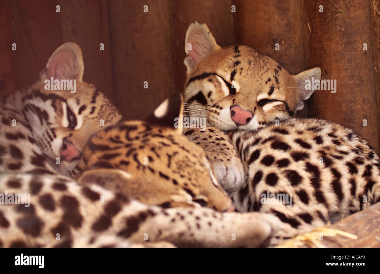 Ocelot family hi-res stock photography and images - Alamy