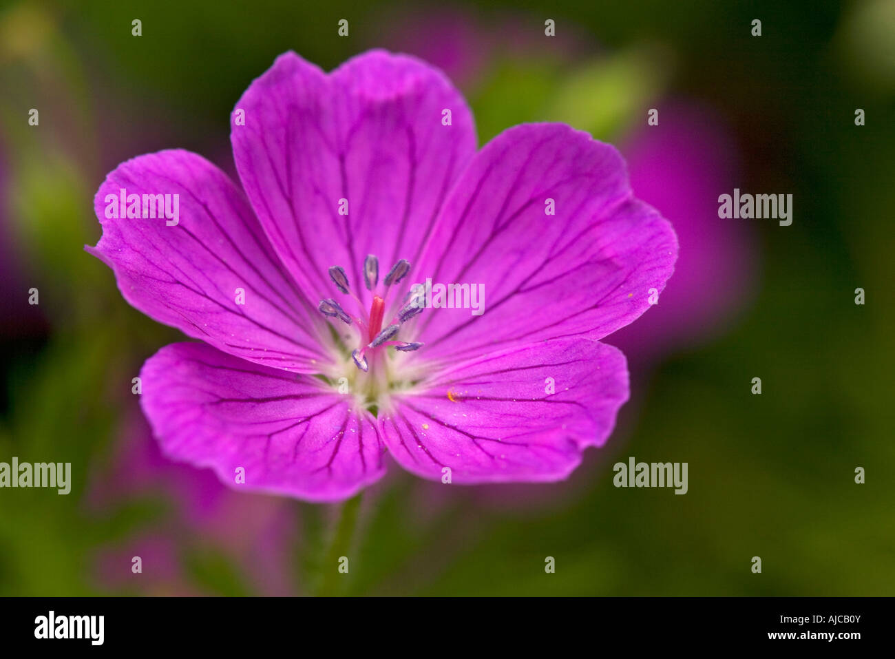 Bloody cranesbill Geranium sanguineum Millers Dale Deryshire early July Stock Photo