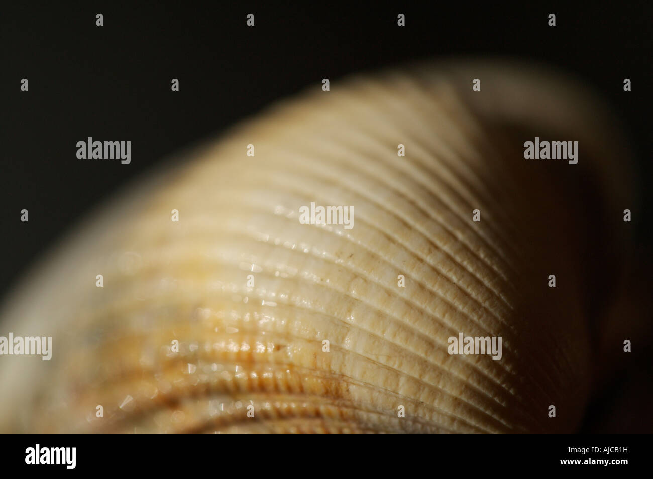 Sea shells with a shallow depth of field Stock Photo