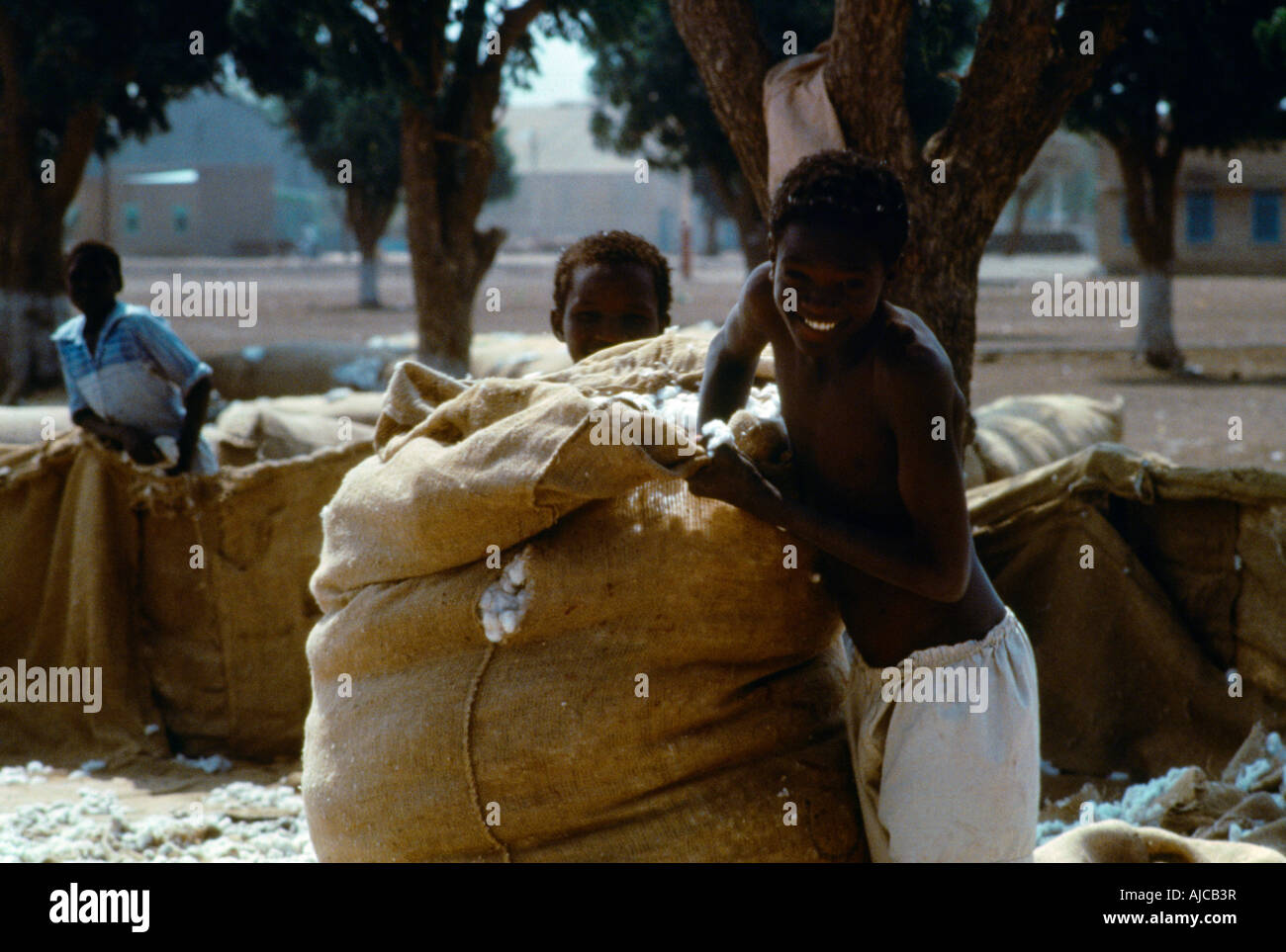 Wadi Medani Sudan Children Baling Cotton Stock Photo