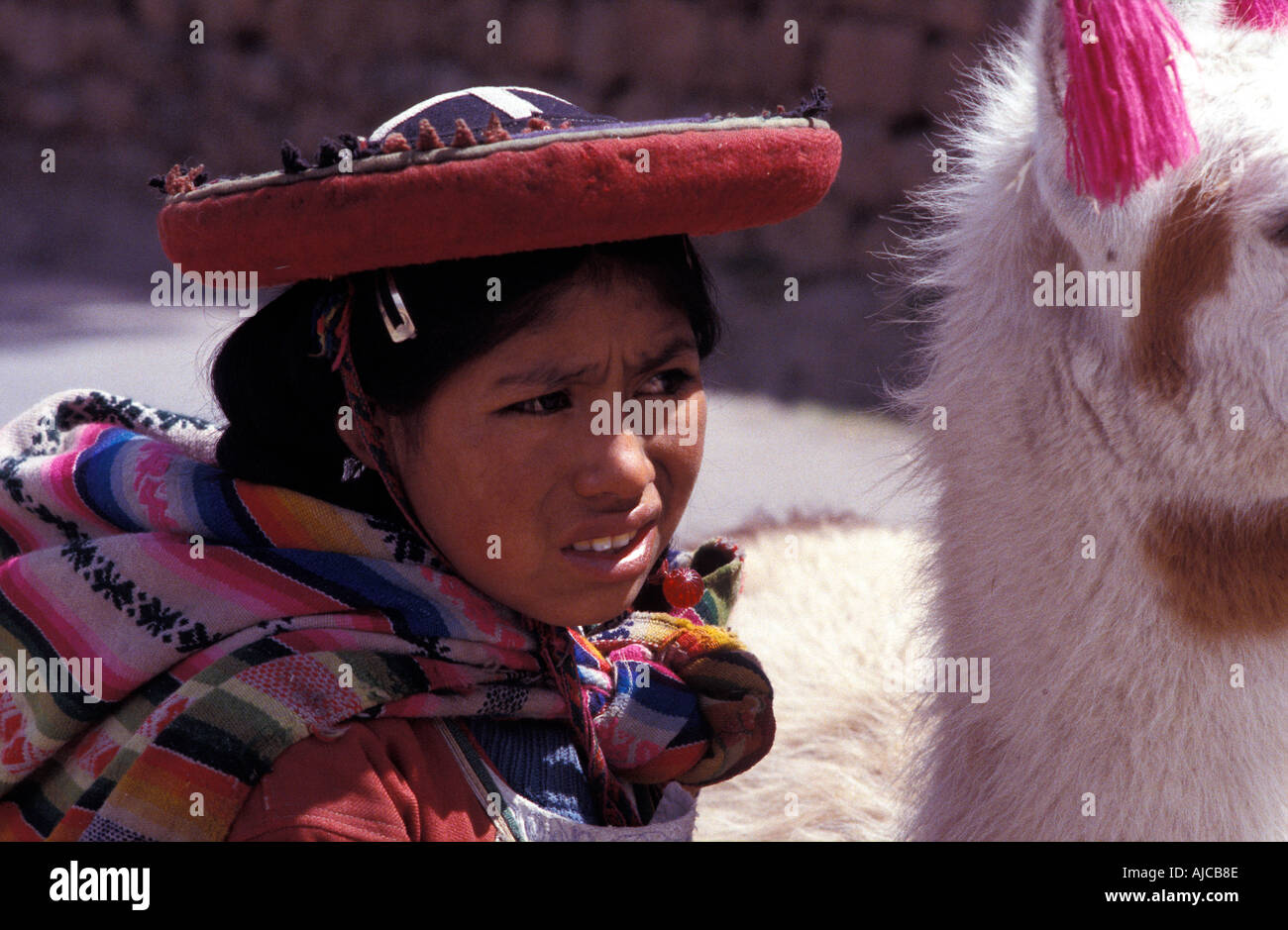Quechua Indian girl with baby llama (cria), Cuzco, Peru Stock Photo - Alamy
