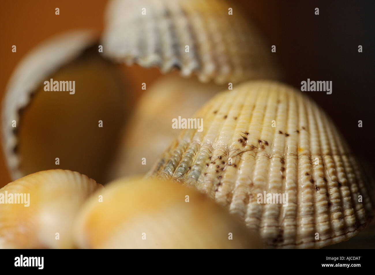 Sea shells with a shallow depth of field Stock Photo