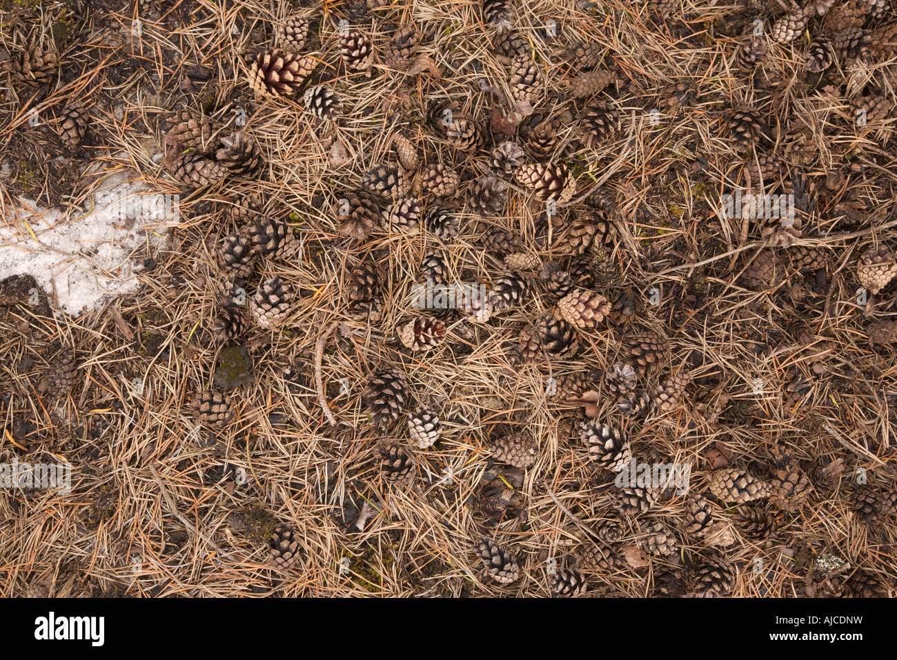 Litter from Scots pine Pinus sylvestris on limestone pavement Gait Barrows Nature Reserve Lancashire Stock Photo