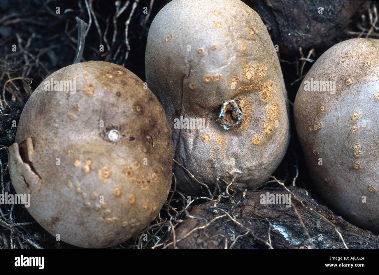 air potato (Dioscorea bulbifera), amylaceous bulbs Stock Photo