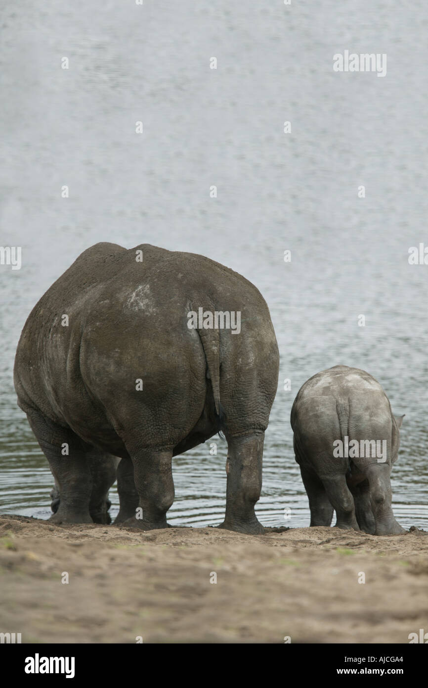 White rhino mother and child drinking funny backside view Stock Photo