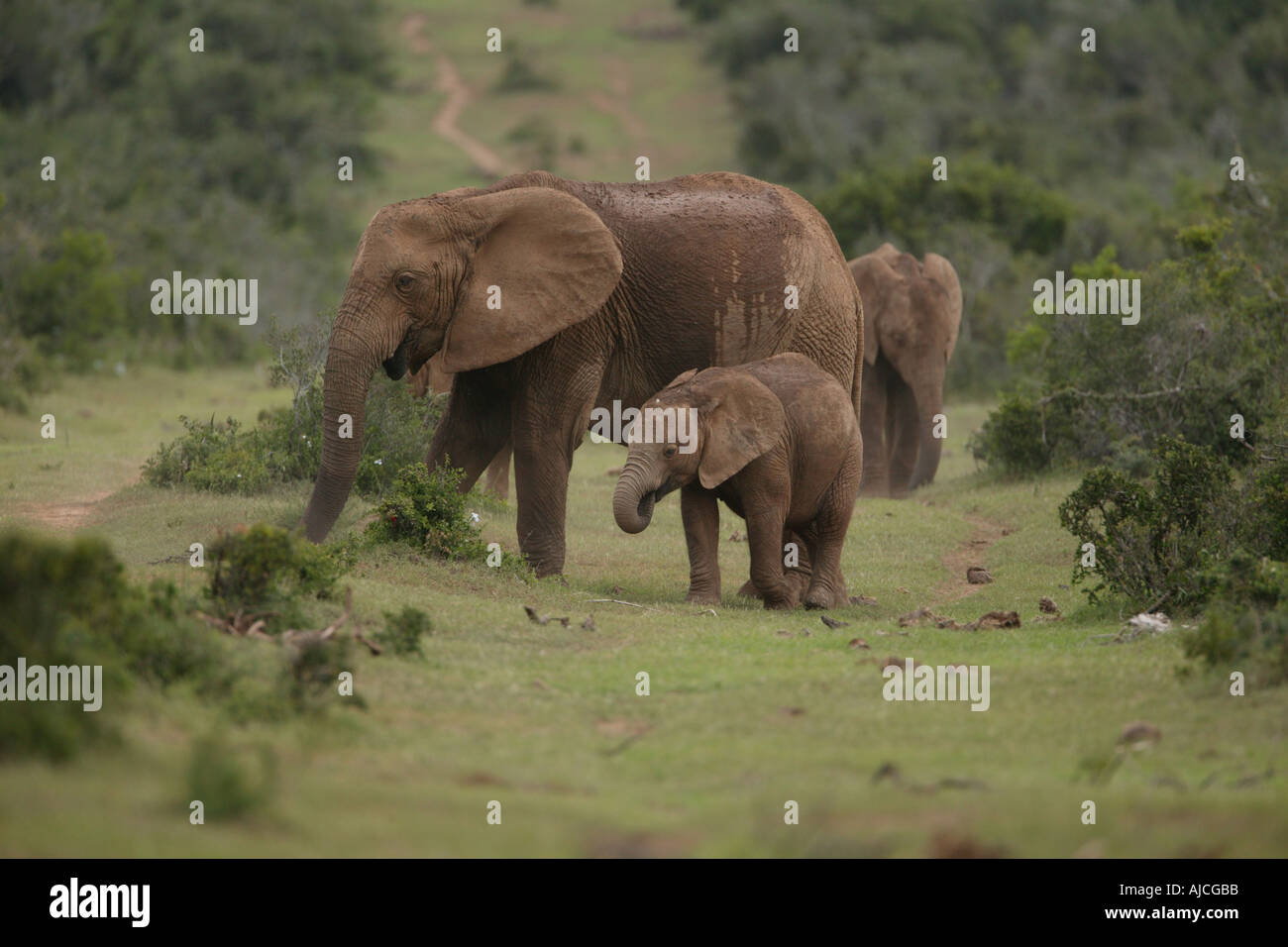 African elephant in the bush South Africa National Park Stock Photo