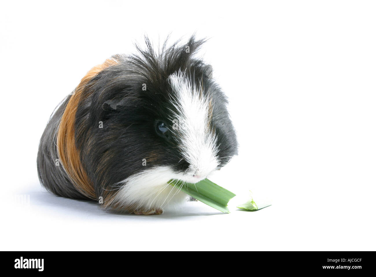 long haired guinea pig eating some food - Cavia porcellus Stock Photo ... - Long Haired Guinea Pigs Nutrition