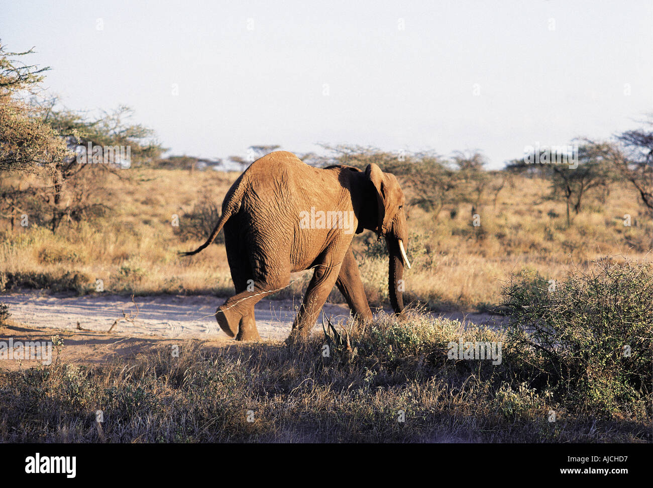 Young elephant dragging a wire snare around its neck Samburu National Reserve Kenya East Africa Stock Photo