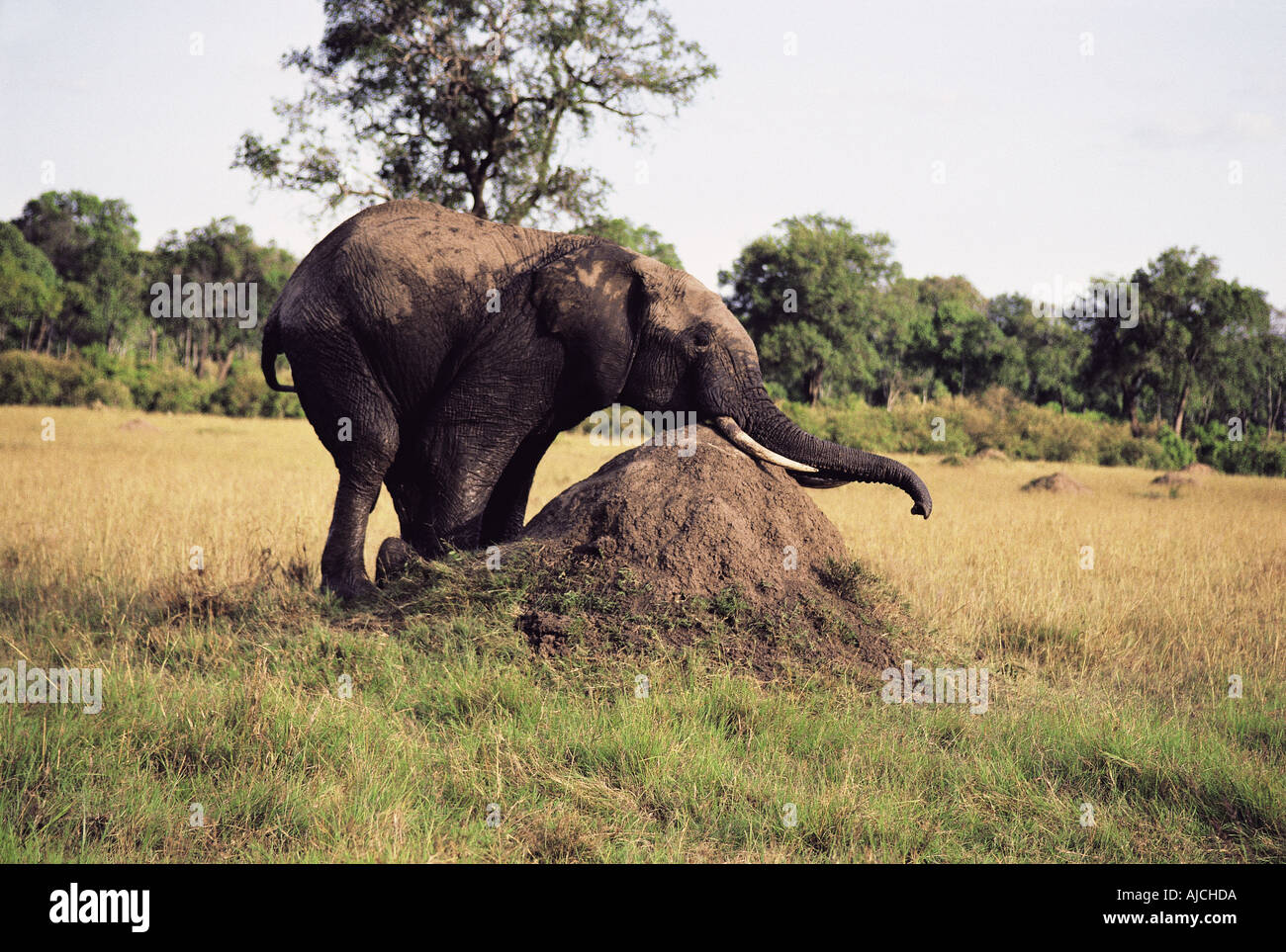 Elephant kneeling to rub itself on termite mound Masai Mara National Reserve Kenya East Africa Stock Photo