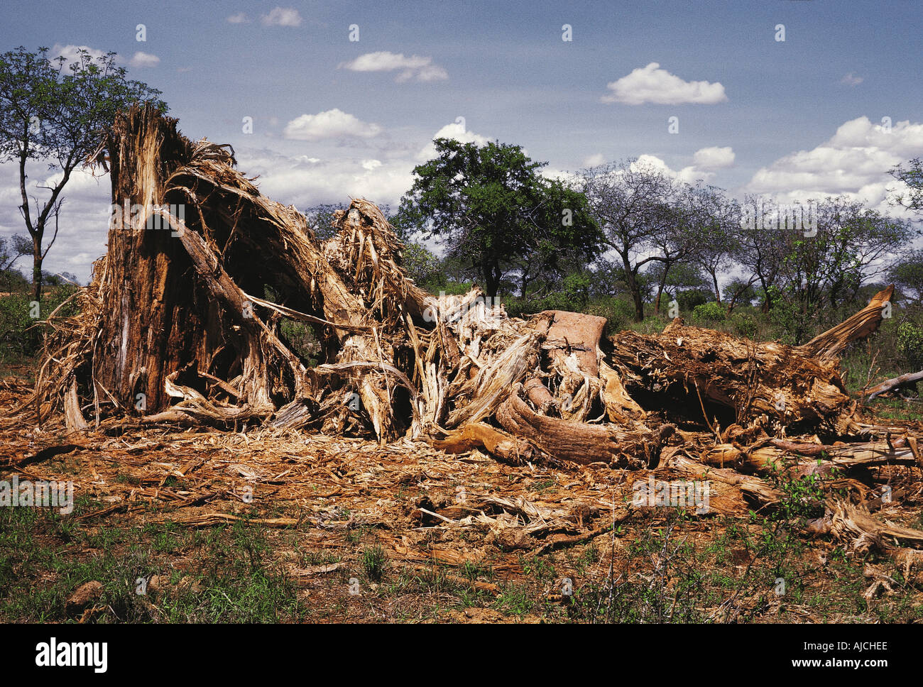 Baobab tree trunk after being eaten and destroyed by elephants during