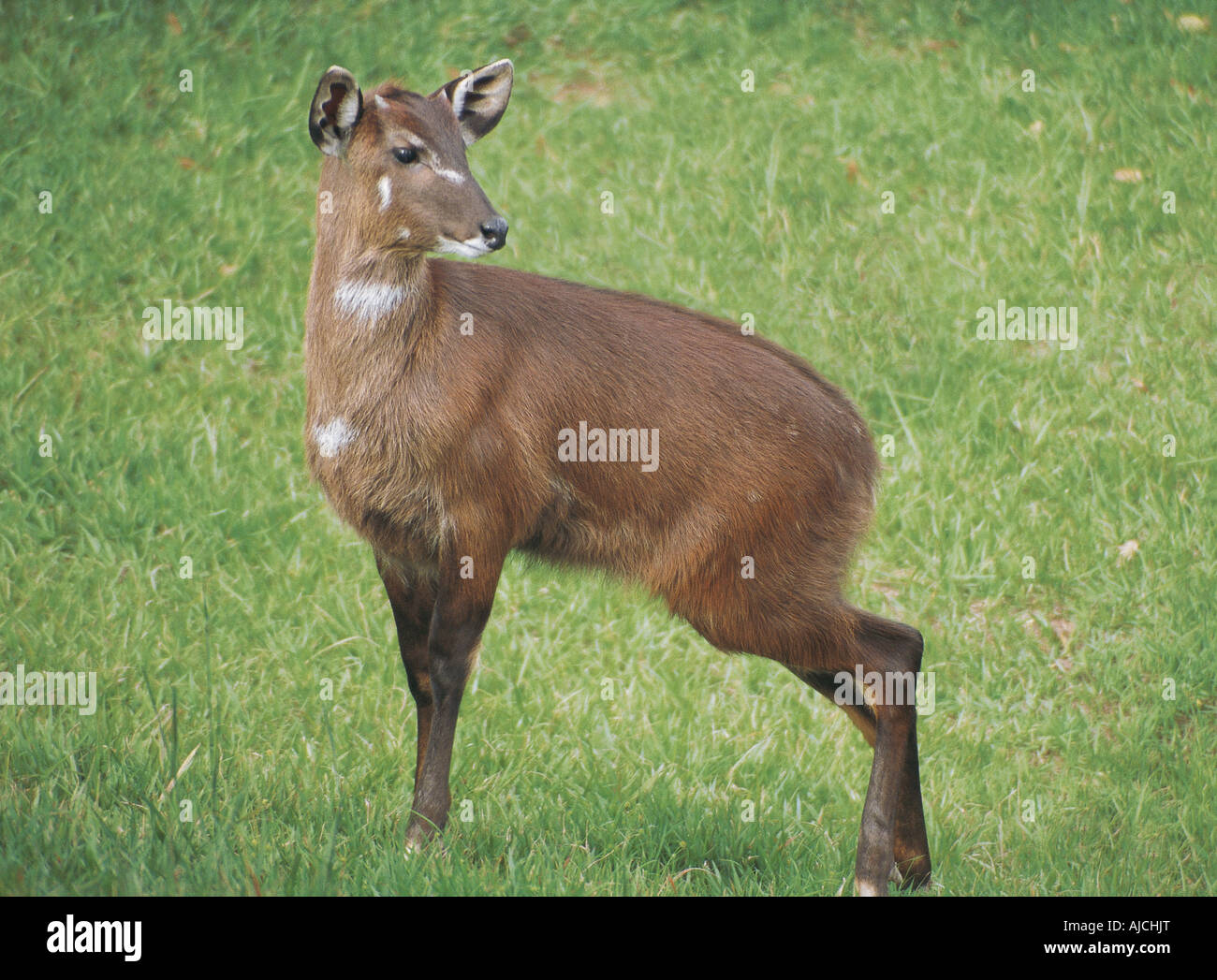 Young male Sitatunga with its horns just emerging Uganda East Africa Stock Photo