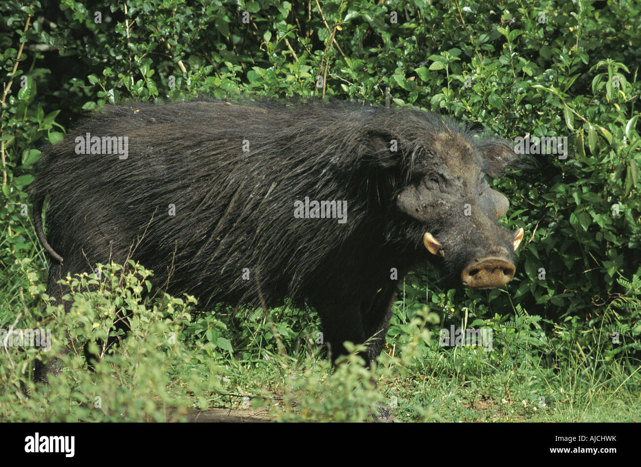 Giant Forest Hog Queen Elizabeth National Park Uganda East Africa Stock